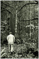 Forest for the Trees