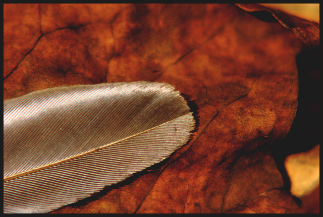 Rustic Flight