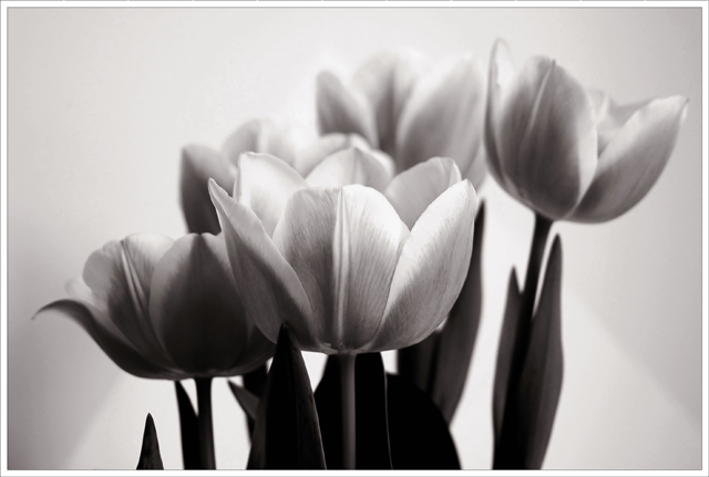 Blooms