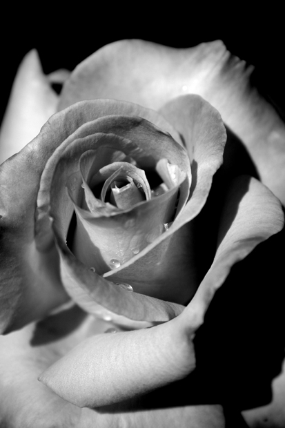 Morning Dew