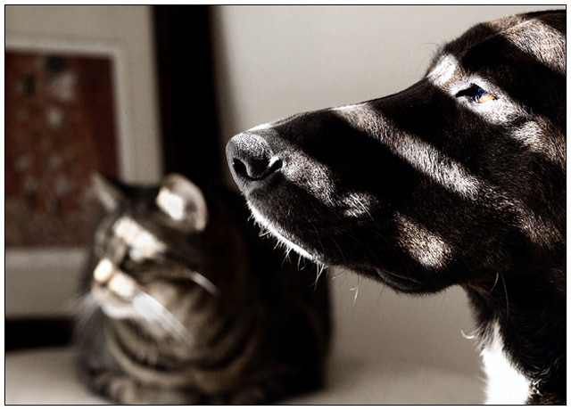 Neighborhood Watch