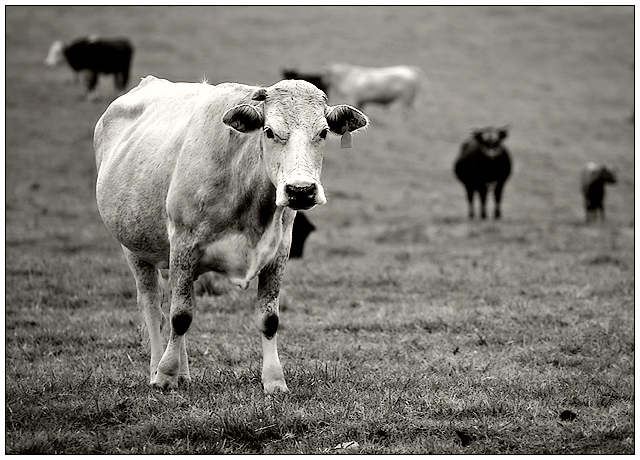 Moooooooo