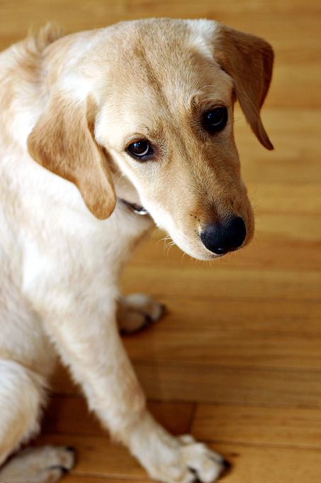 Chipper
