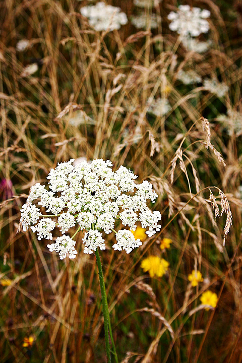 Among the Golden Grasses