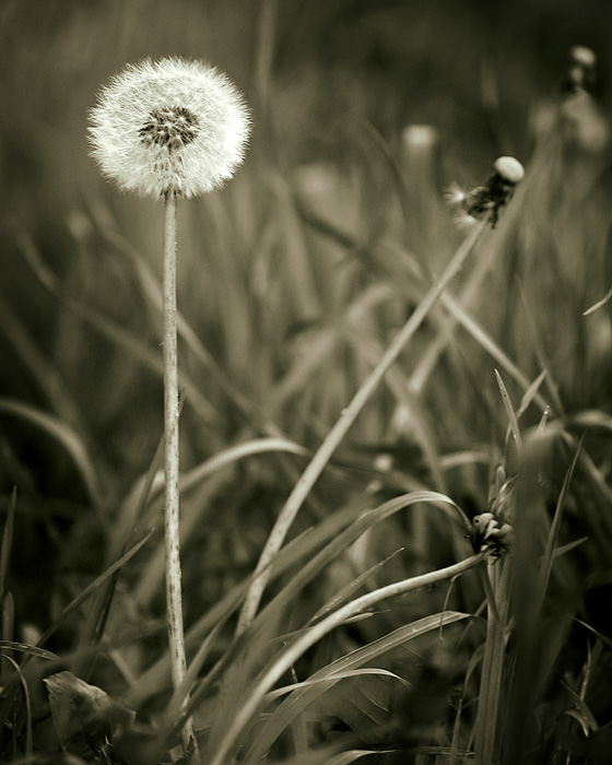 Amongst the Blades, a Wish Awaits