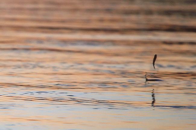 Fly Like a Minnow