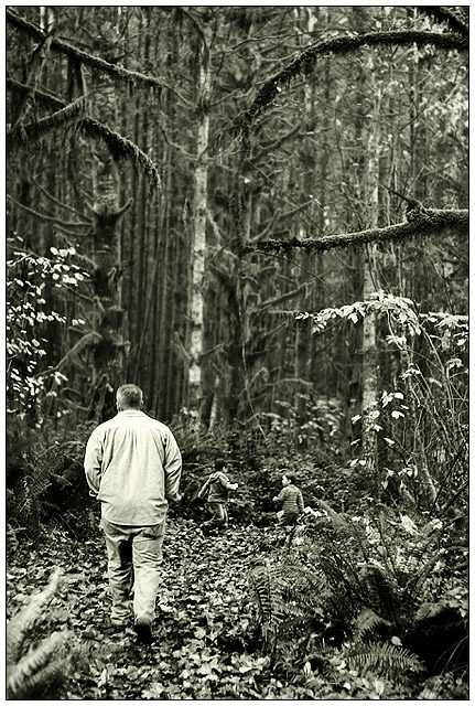 Forest for the Trees