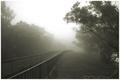 Misty Forrest