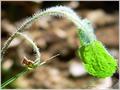 Hairy Plant