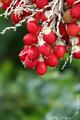 Nature's Ornaments