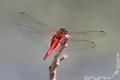 Red Dragon