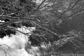 Enterolobium Cyclocarpum, Earpod tree.