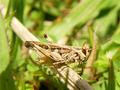 Grasshopper