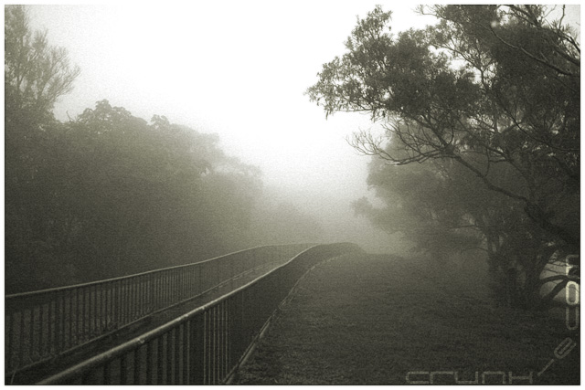Misty Forrest
