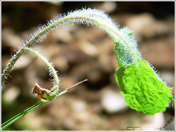 Hairy Plant