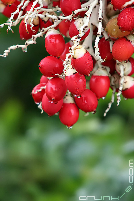 Nature's Ornaments