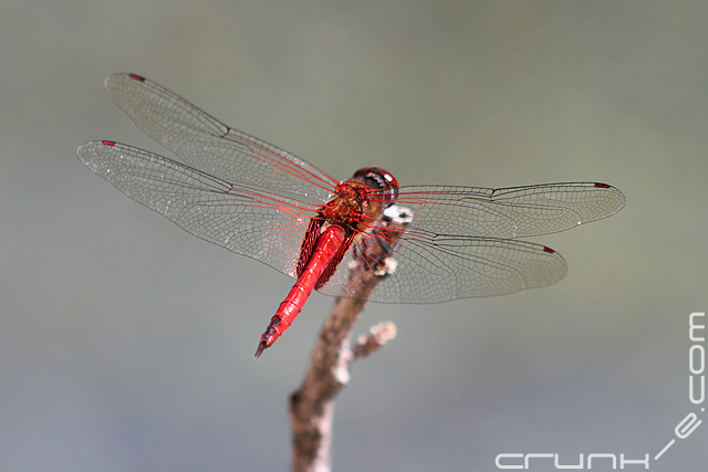 Red Dragon