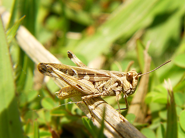Grasshopper
