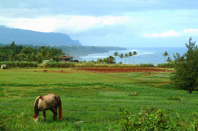 HAWAII - 304.jpg