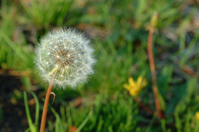 DSCF0041-1.jpg