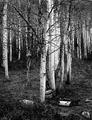No Hunting B&W.jpg