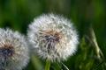 Perfect puff.jpg