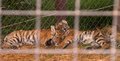 Two Cubs.jpg