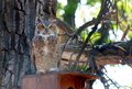 OwlS.jpg