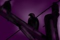 PurpleS.jpg