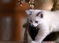 KittyS.jpg