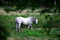 White Horse