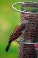 Bird Feeder.jpg
