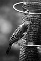 Bird Feeder BW