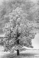 Snowy Tree.jpg