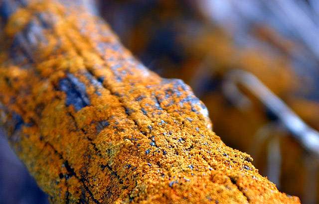 Bokeh I.jpg