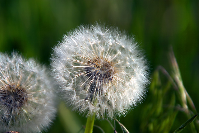 Perfect puff.jpg