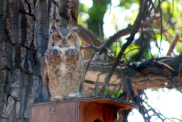 OwlS.jpg