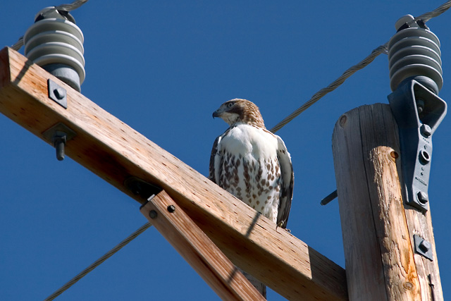 Bird on a wire S.jpg