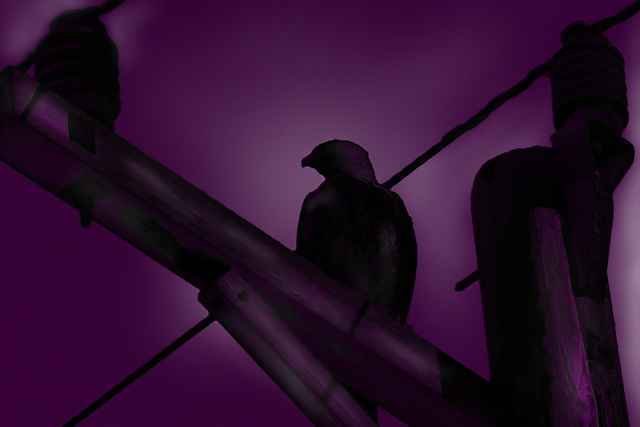 PurpleS.jpg