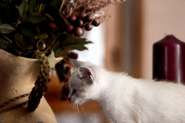 House Kitten.jpg