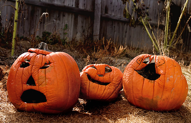Pumpkin Patch.jpg