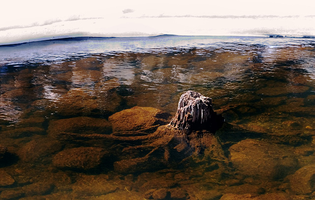 Stump.jpg