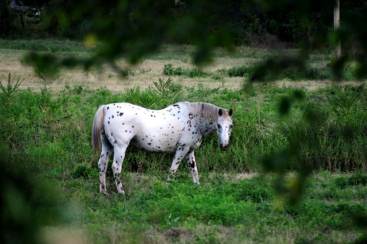 White Horse