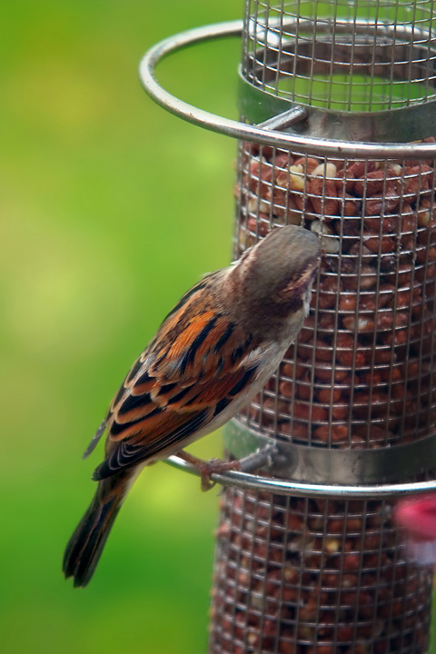 Bird Feeder.jpg