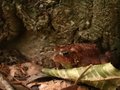 Toad