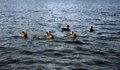 Ducks on the Ohio