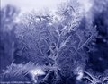 Elegant Frost