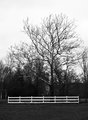 Fence and Tree