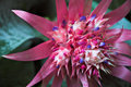 Tropical Pink