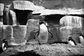 Penguins